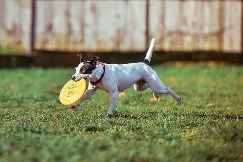 Dog Running With Frisbee