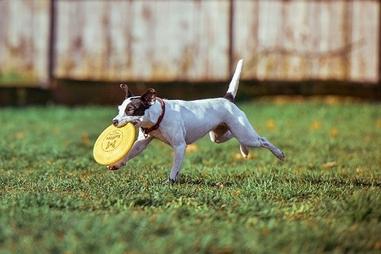 can all dogs play frisbee