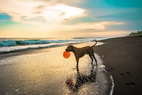 Dog With Frisbee At Beach