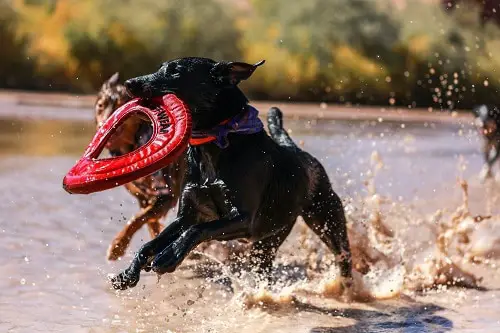 Dogs Running Frisbee At Beach