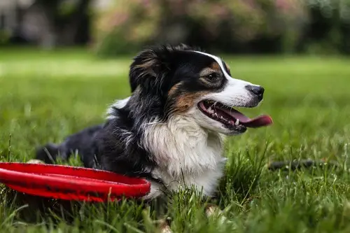 Puppy With Frisbee