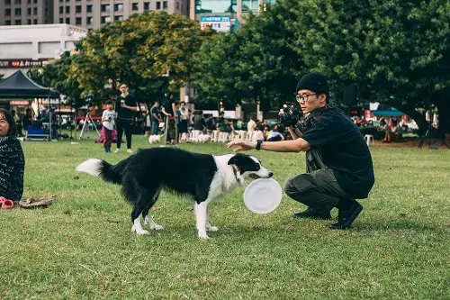 Dog Prepare To Play Frisbee