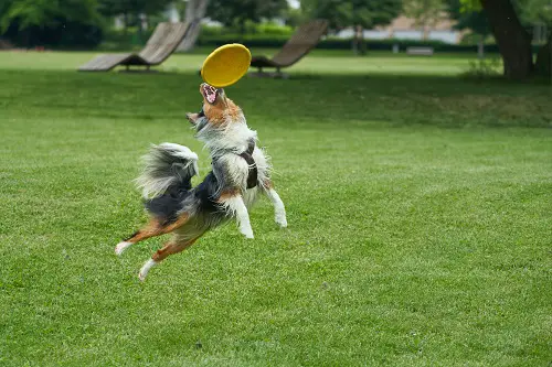 Dog Catching Frisbee In Flight
