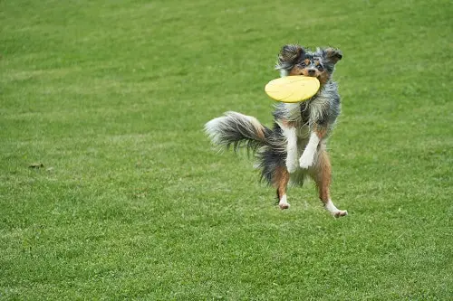Dog Jump Catch Frisbee