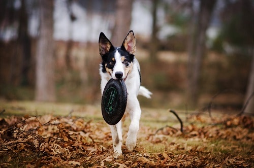 Dog Play Frisbee Game