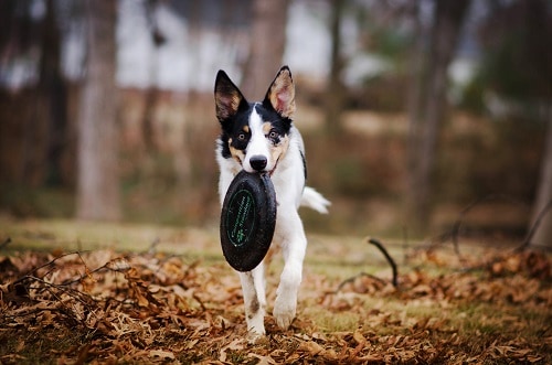 can all dogs play frisbee