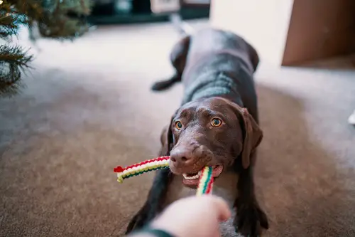 Dog Having Fun Playing Tug