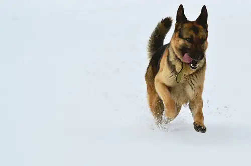 German Shepherd Running In Snow