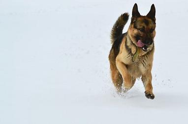 how much exercise does a german shepherd need everyday