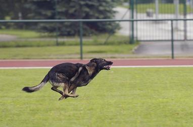 are german shepherds good running partners