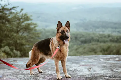 Active German Shepherd On-Leash