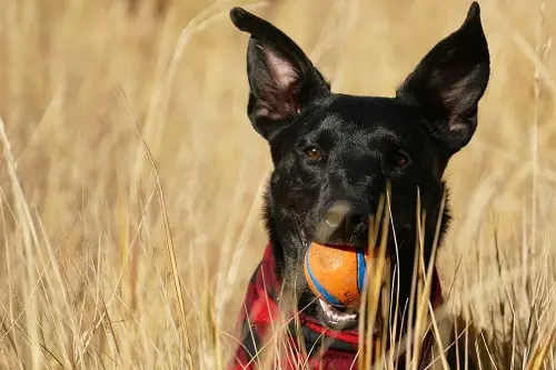 Dog With A Ball In Mouth