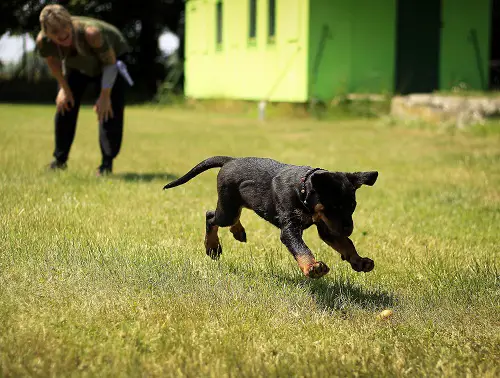 Obedience Training For Young Dogs