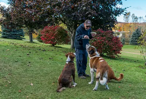 Basic Obedience Training For Dogs