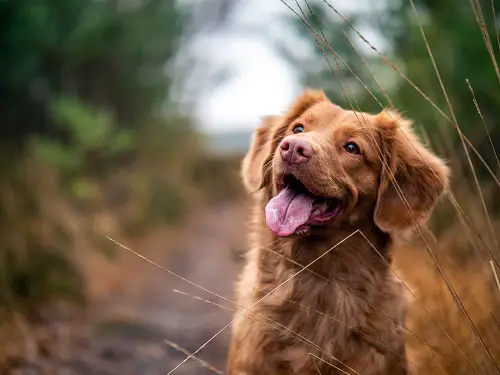 Dog Ready For Obedience Training