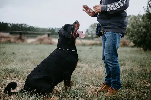 Basic Obedience Training For Dogs