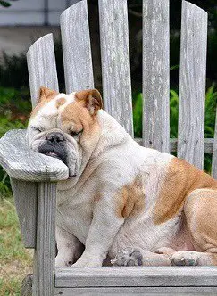 Overweight Bulldog On Chair