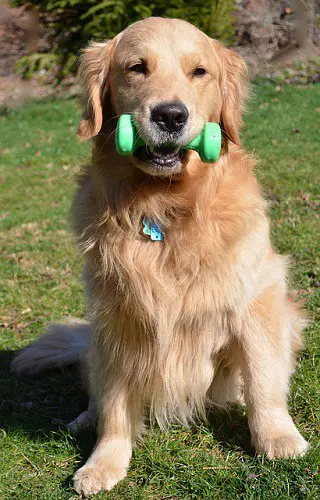 Golden Retriever Weight In Mouth