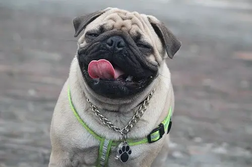 Pug Healthy And Fit