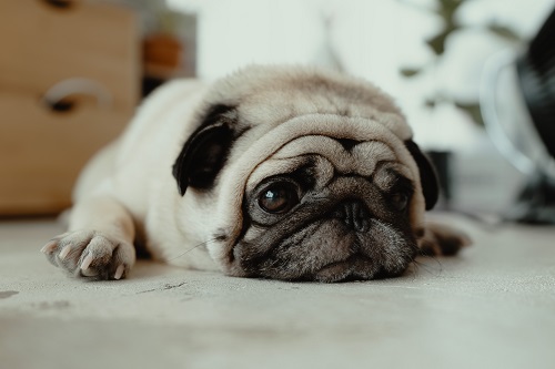 Unhealthy Pug On The Floor