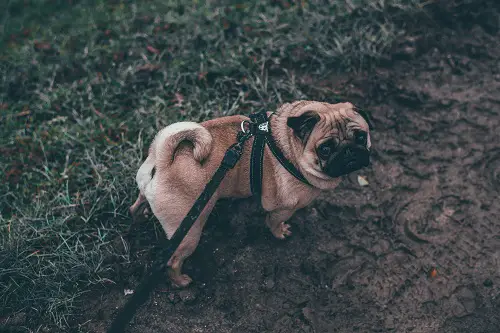 Healthy Pug Going For A Walk