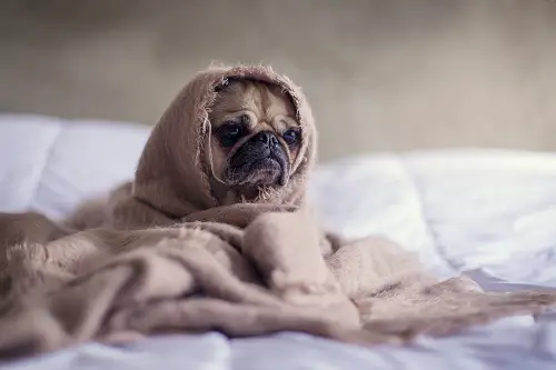 Fit Pug In Blankets