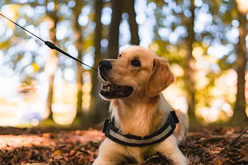 Pug Life Harness On Labrador