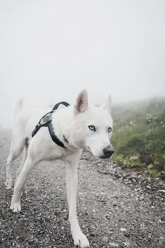 White Dog Pug Life Harness