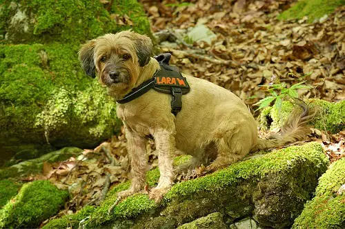 Similar Pug Life Harness