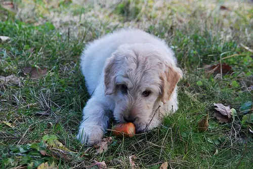 Vegan Dog Eat Carrot
