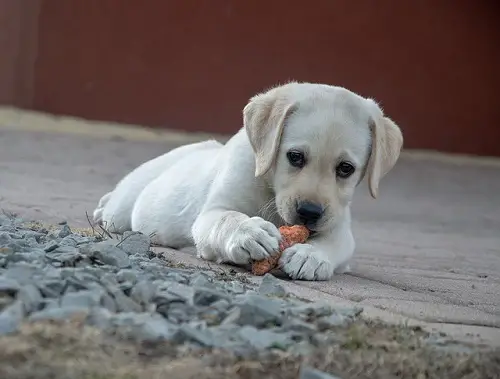 Puppy Labrador Dog Carrot