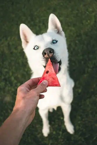 Vegan Dog Eat Watermelon