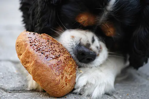 Vegan Dog Eat Bread