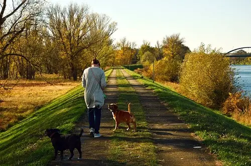 Two Dogs Walking And Exercising