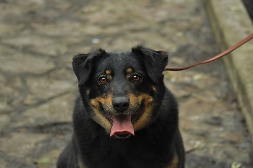 Overweight Dog Walking