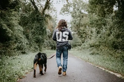 Walking Dog On Road