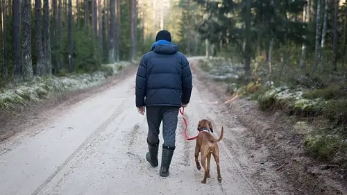 Walking Dog Lose Weight Cold