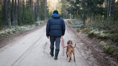 can i lose weight by walking my dog