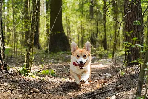 Active Family Corgi Dog Exercise