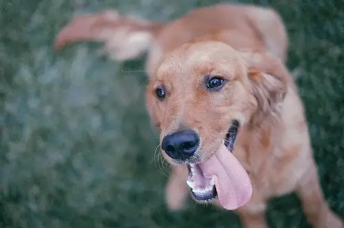 Active Golden Retriever