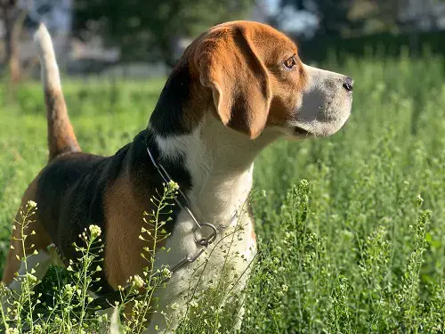 Beagle en plein air
