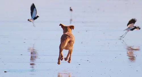 Dog Hunting Birds On Beach