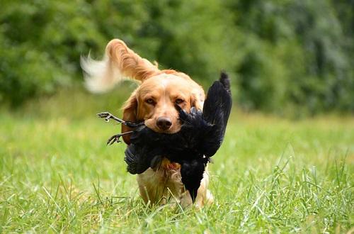 what age to start gun dog training