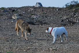 Coyote Attacks Small Dog