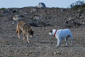 coyote dog coyotes vs attacks wolf dangerous attack small dogs hybrid protect killing cats predators pack north wikimedia wolves file