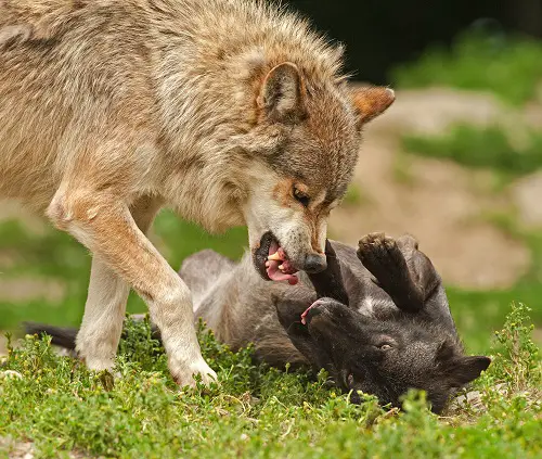 Coyote Attacks Dog