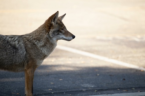 Urban Coyote In The Street