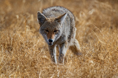 Coyote Prepare To Attack