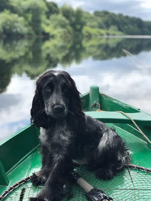 Dog Fishing On Kayak