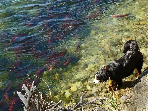 Dog Fishing In The Wild